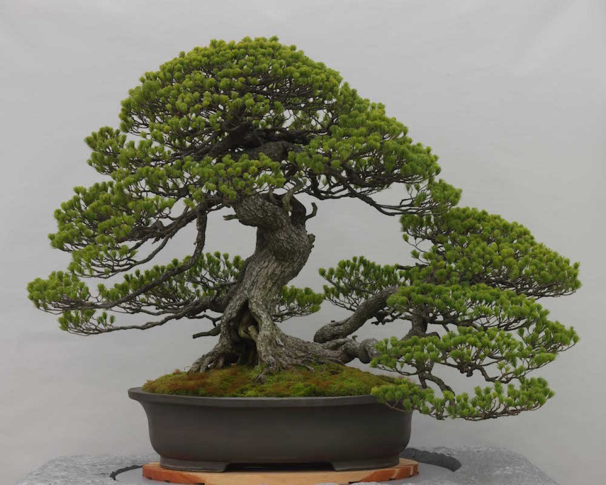 Bonsai Saksısı