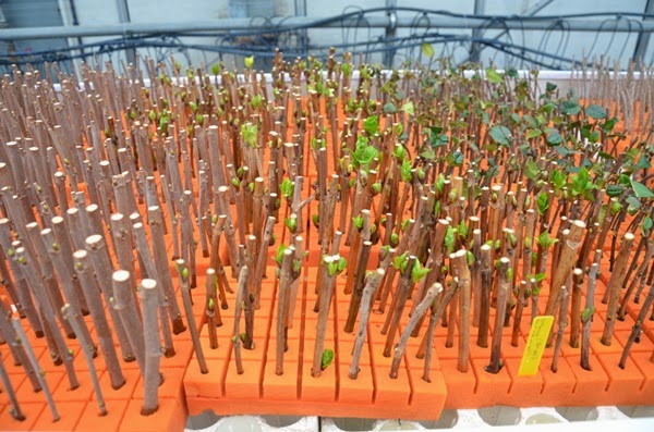 Çelikleme ile Bonsai Üretimi