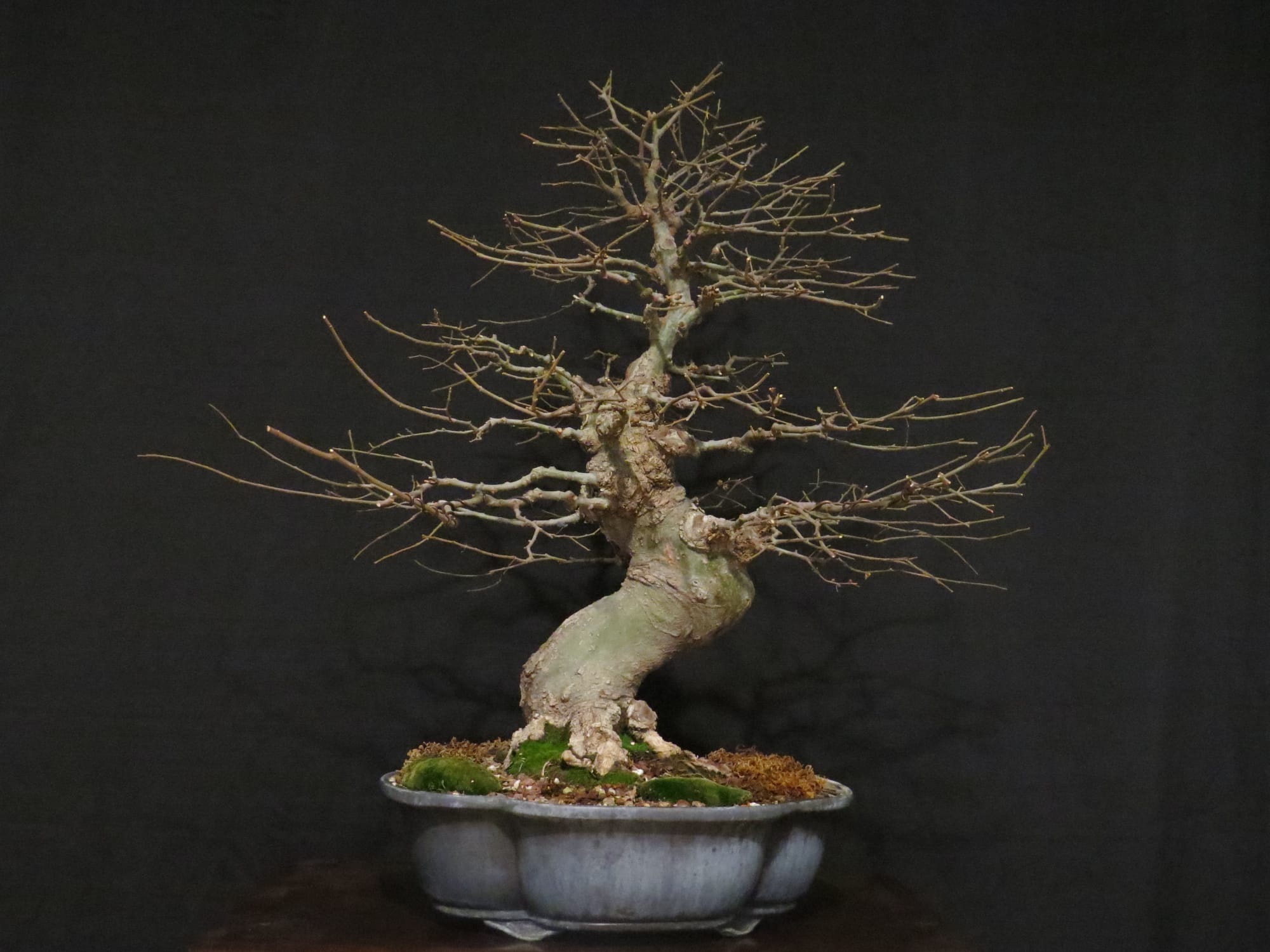 Ficus Retusa Bonsai