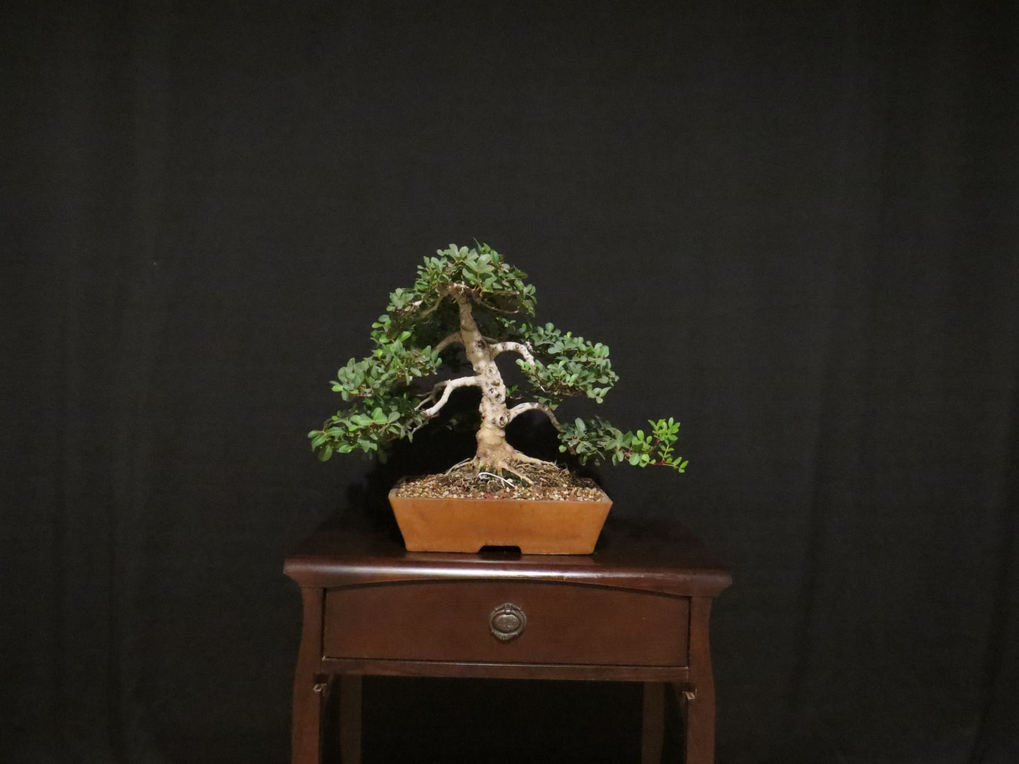 Ficus Retusa Bonsai