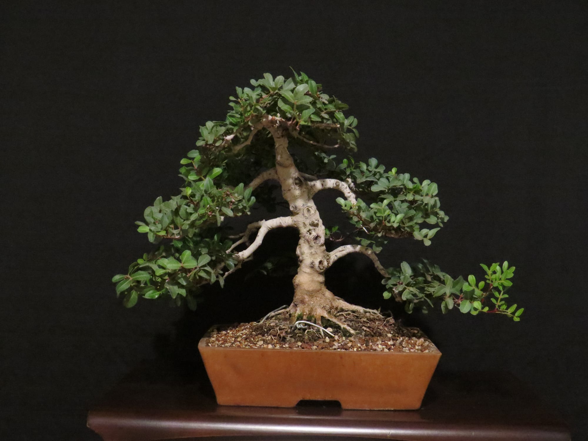 Ficus Retusa Bonsai
