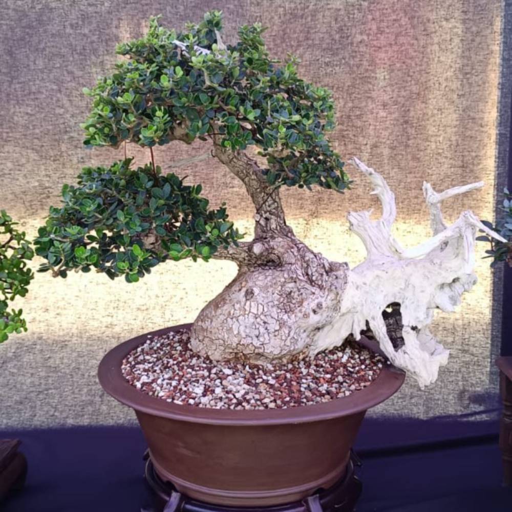 ficus tigerbark