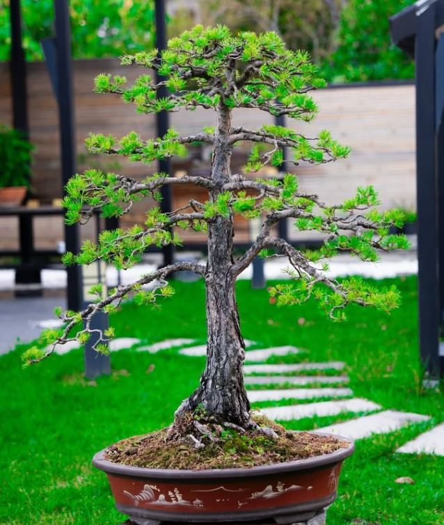 Bonsai Sergisi
