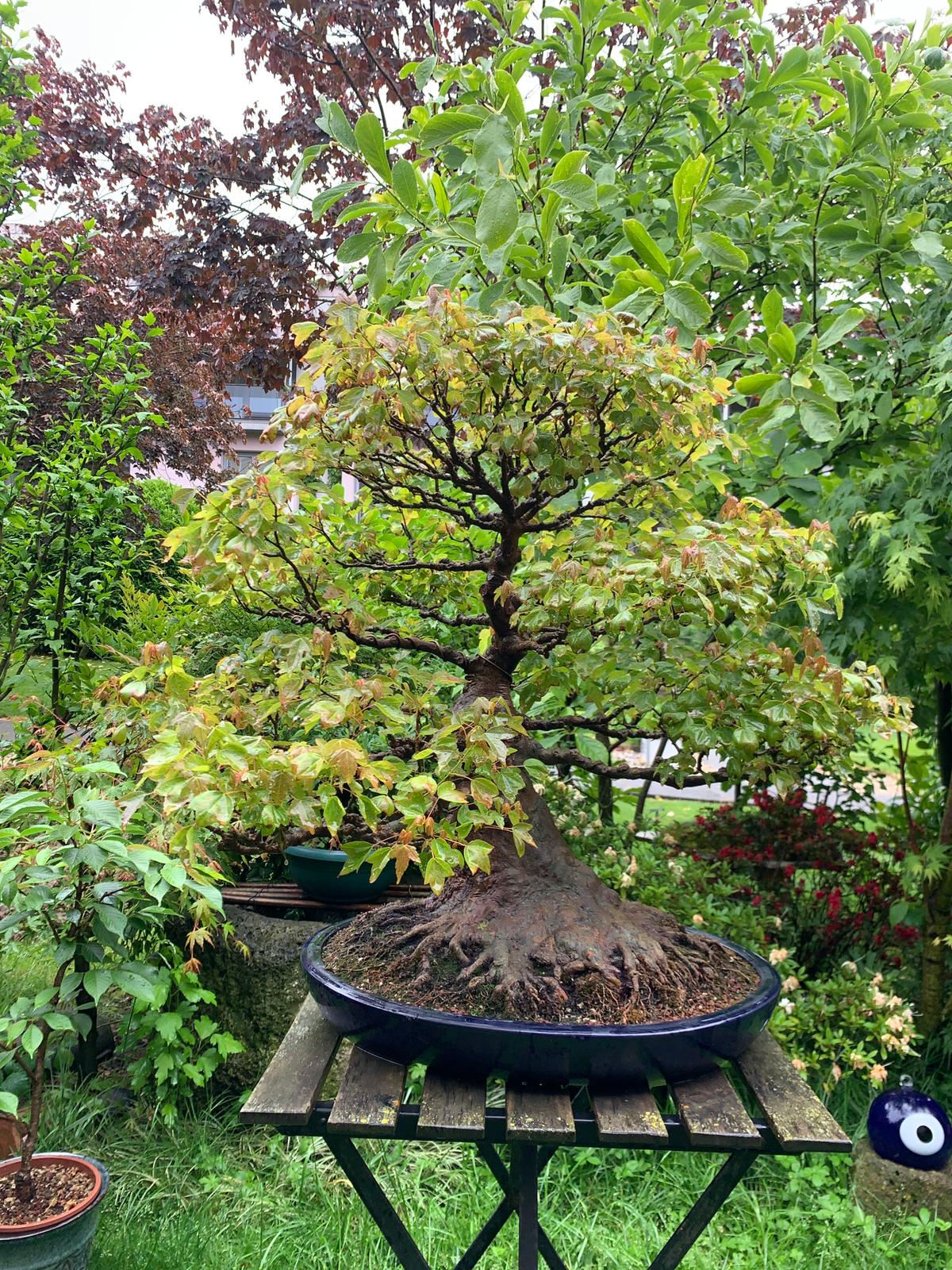 Akçaağaç Bonsai