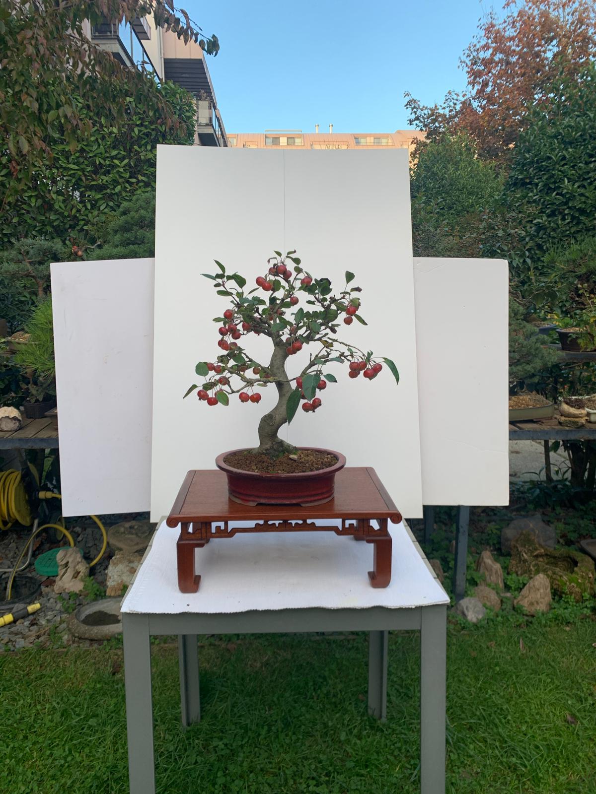 Akçaağaç Bonsai