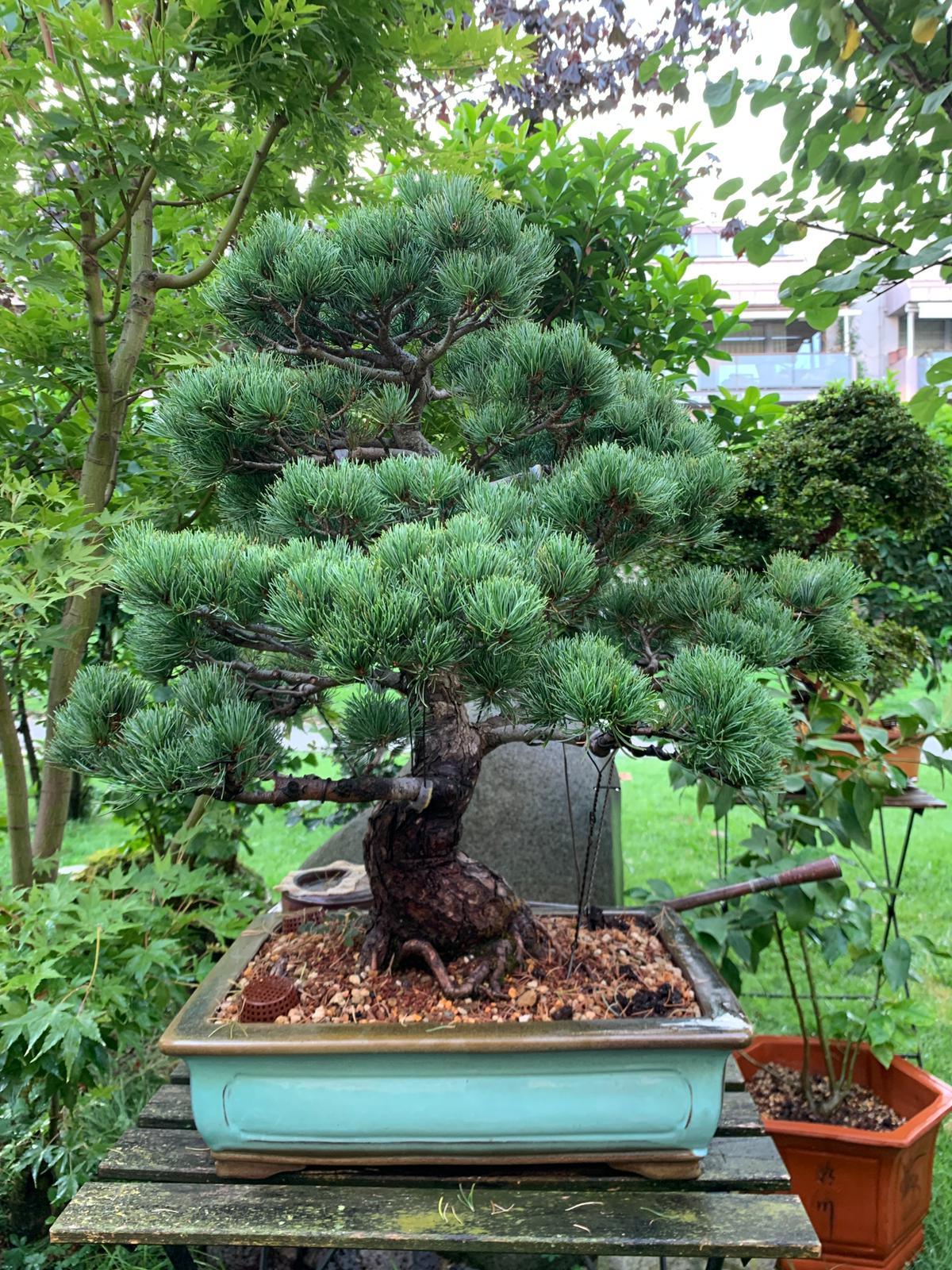 Akçaağaç Bonsai