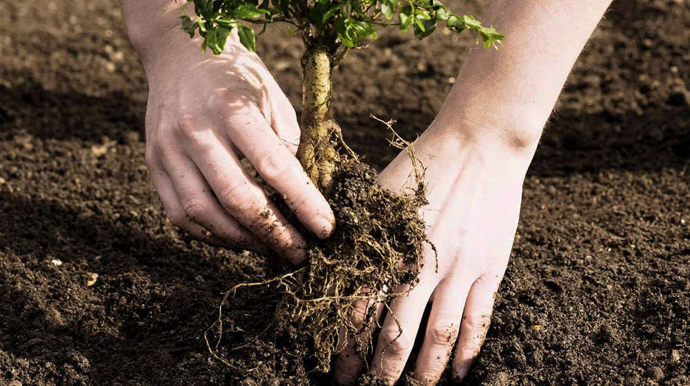 Bonsai için ağaç seçimi