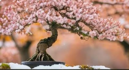 Bonsai İlkbahar Bakımı