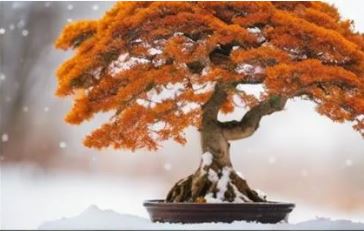 Bonsai Kış Bakımı