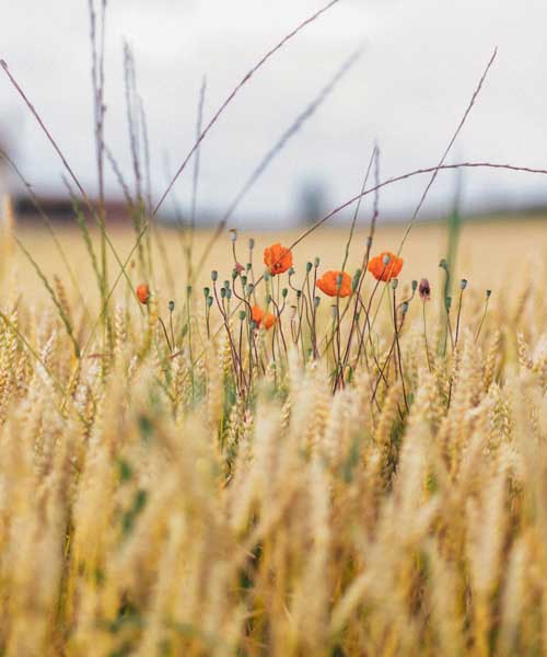 Topluluk ve Paylaşım
