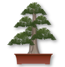 Formal Upright Bonsai