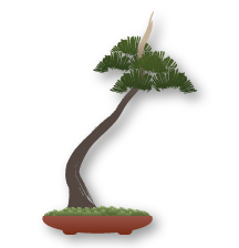 Literati Bonsai