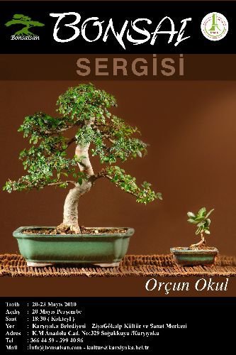 Bonsai Sergileri ve Medya