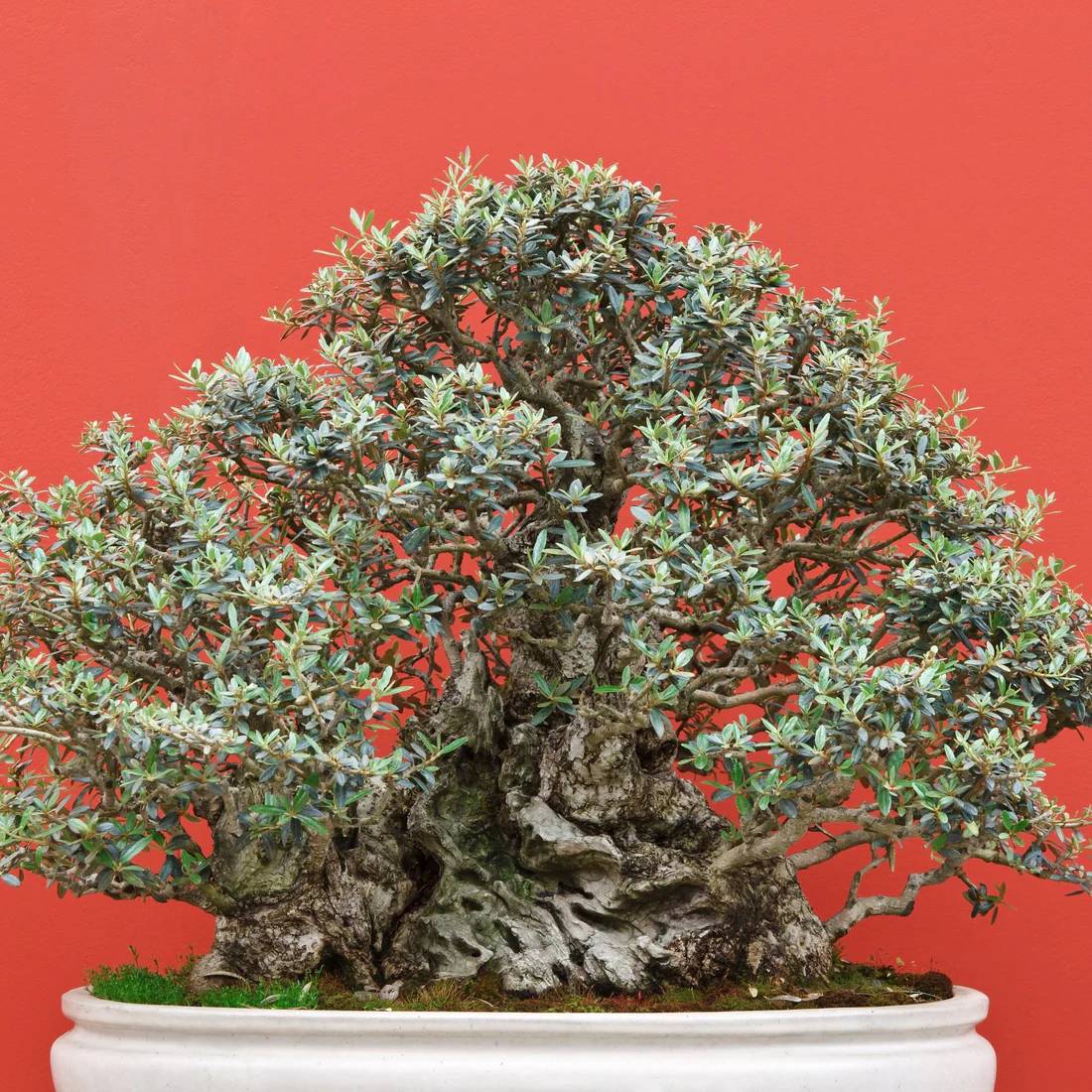 Türkiye Yerli Bonsai Türleri