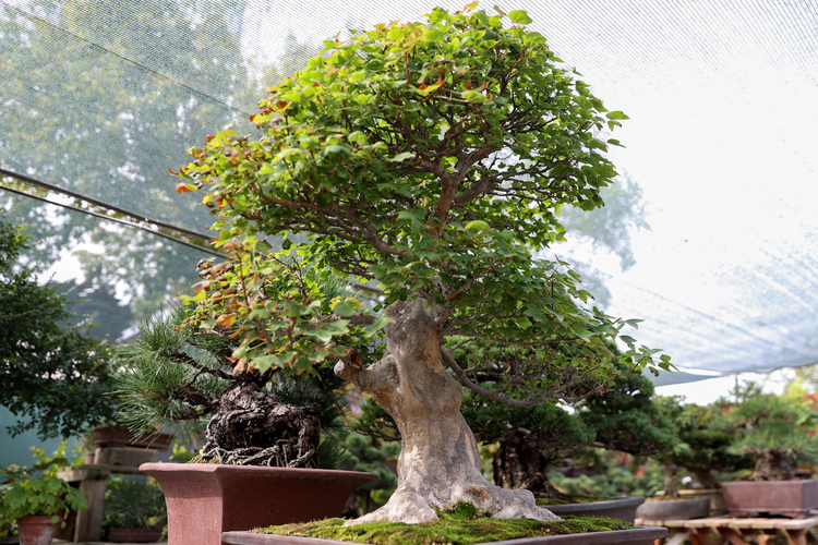 Türkiye’de Bonsai